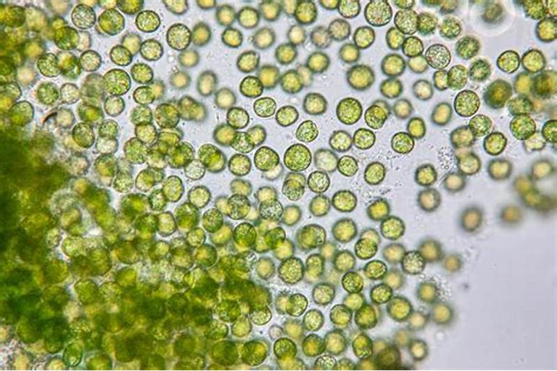 Green Algae : Predator or Autotrophs?