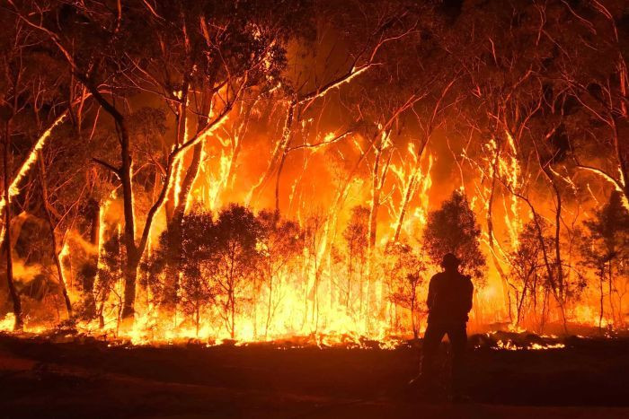 Wildfire and Its Effects on the Ecosystem